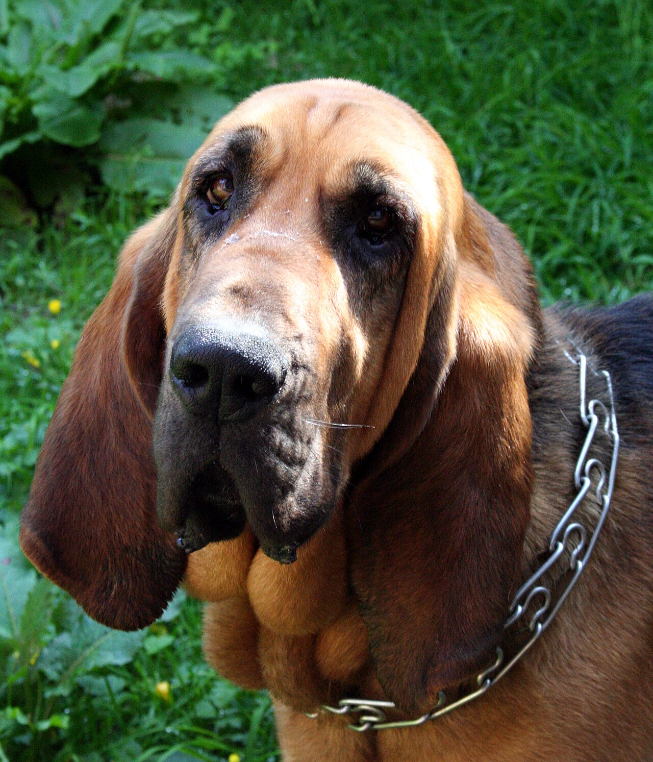 Chien de Saint-Hubert (bloodhound)