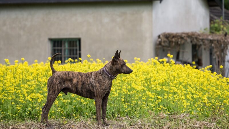 Chien de Taïwan