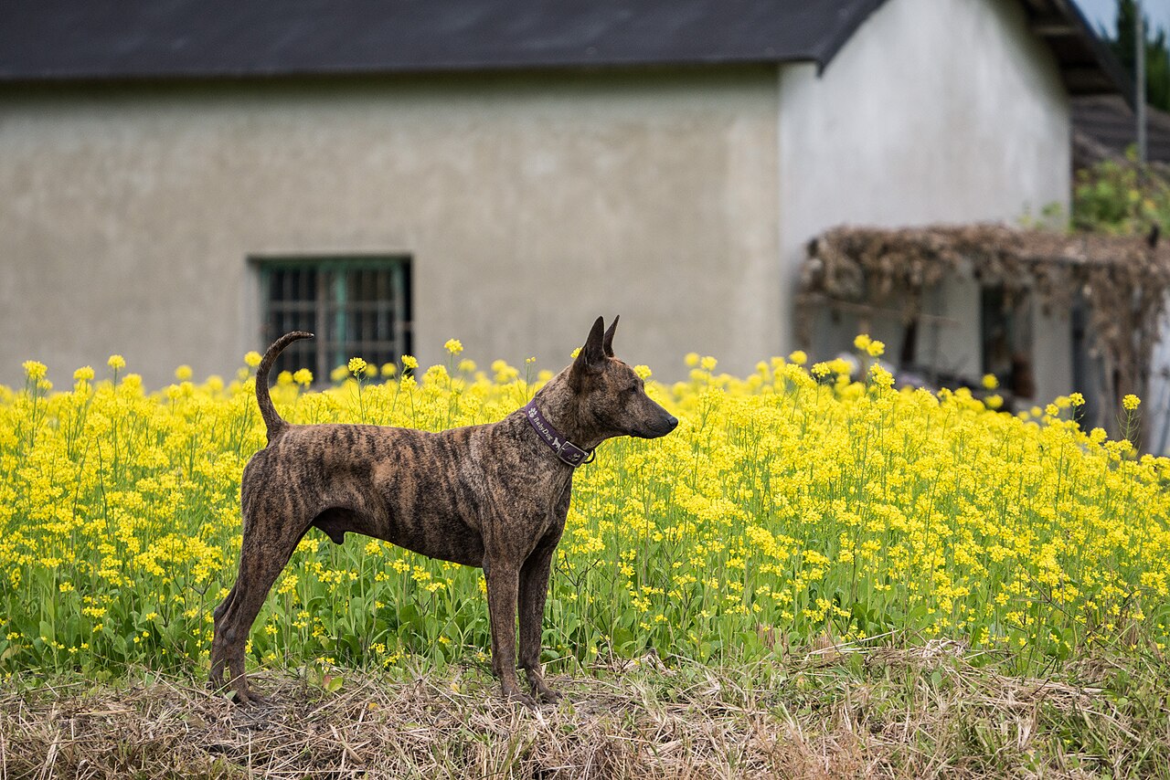 Chien de Taïwan