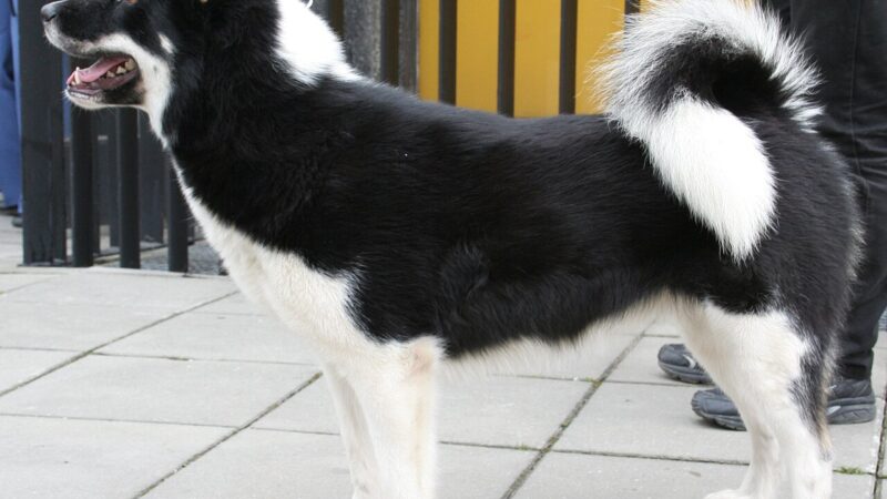 Chien du Groenland