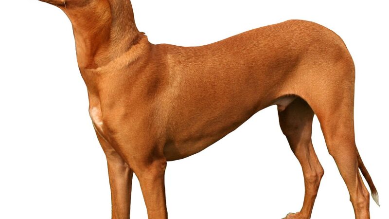 Chien du pharaon (lévrier du pharaon)