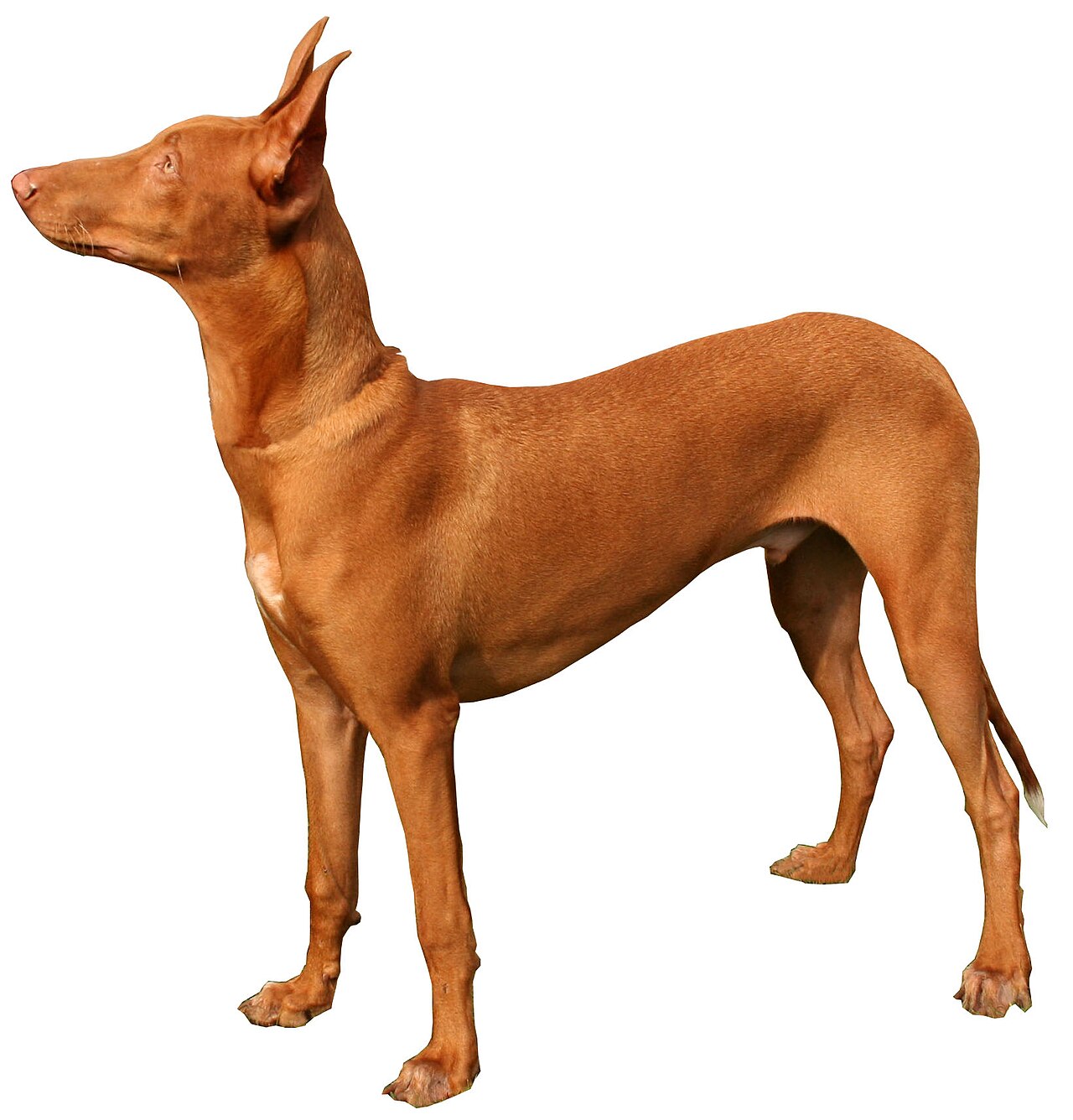 Chien du pharaon (lévrier du pharaon)