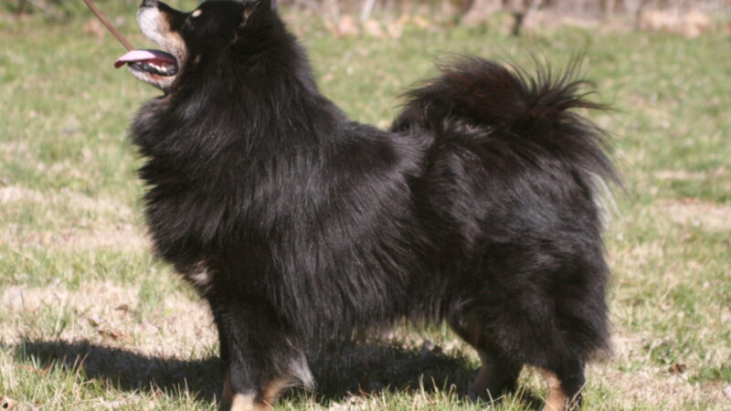 Chien finnois de Laponie (Lapphund finlandais)