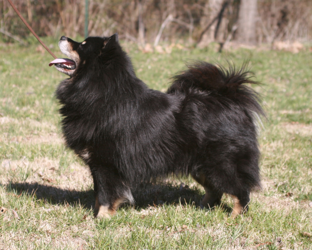 Chien finnois de Laponie (Lapphund finlandais)