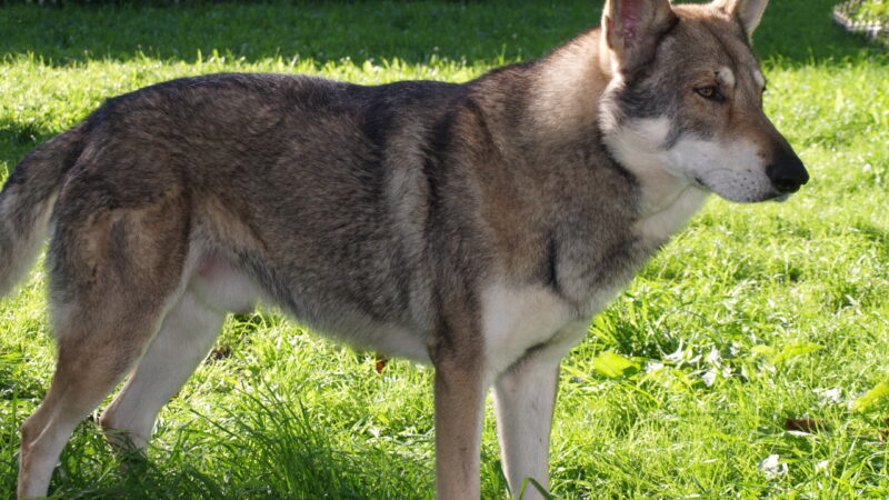 Chien-loup de Saarloos