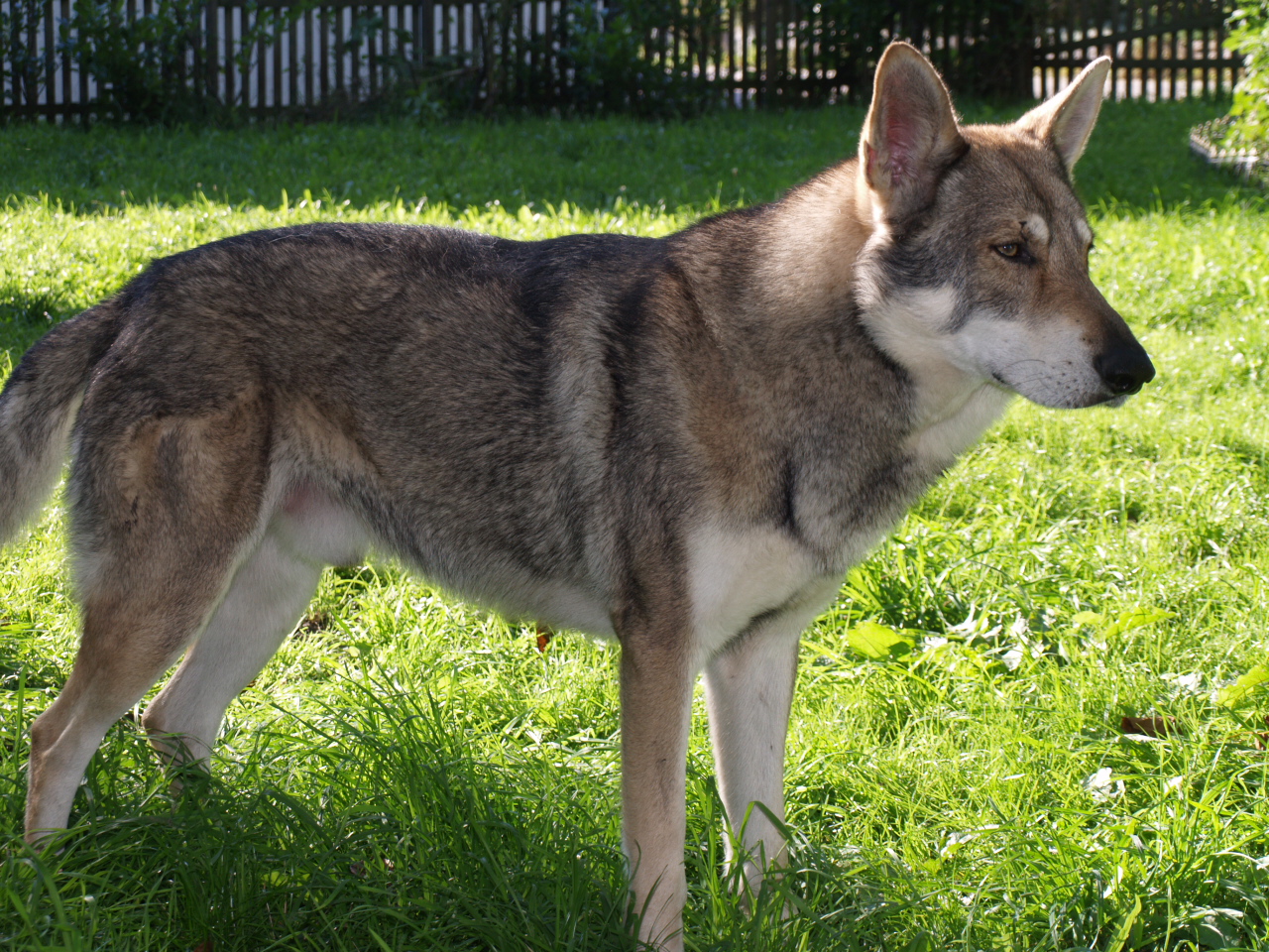 Chien-loup de Saarloos