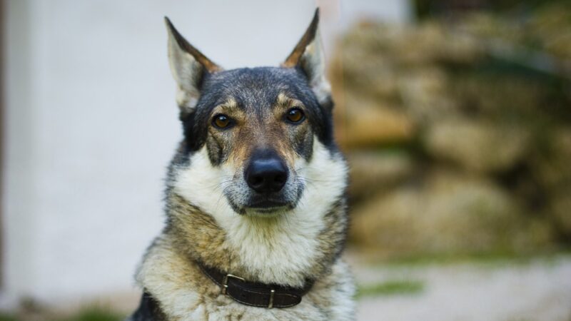 Chien-loup tchécoslovaque