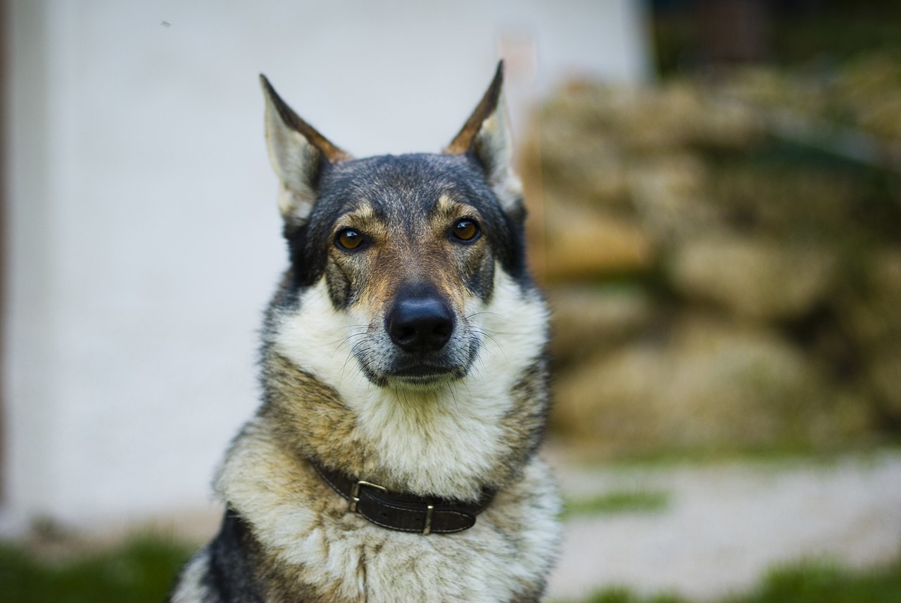 Chien-loup tchécoslovaque