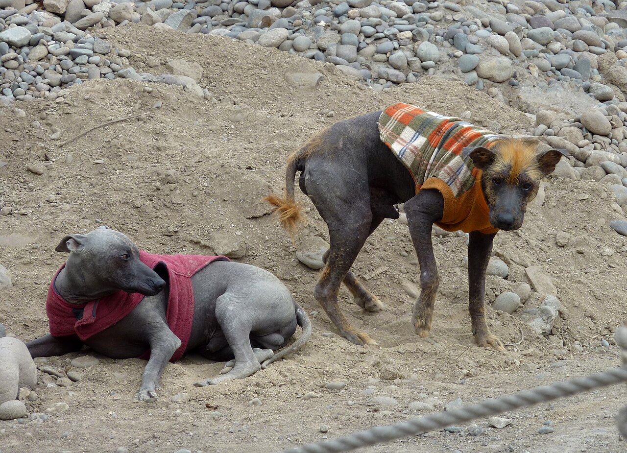 Chien nu du Pérou (viringo)