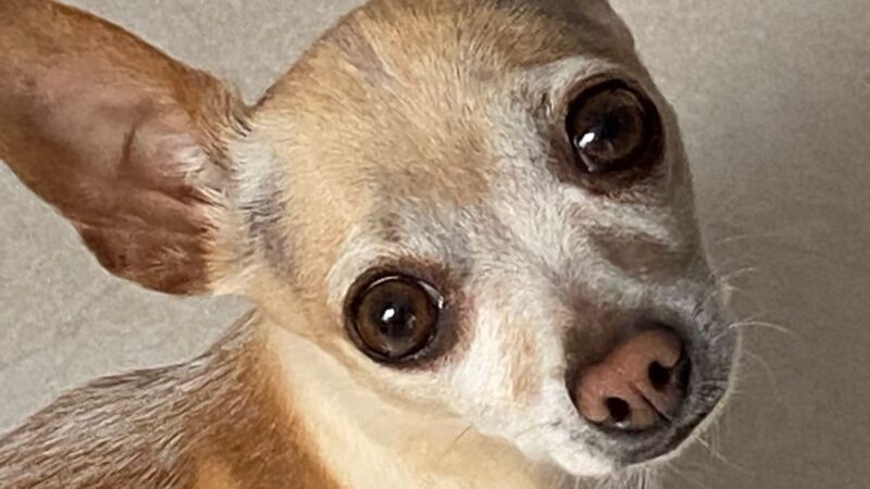 Chihuahua