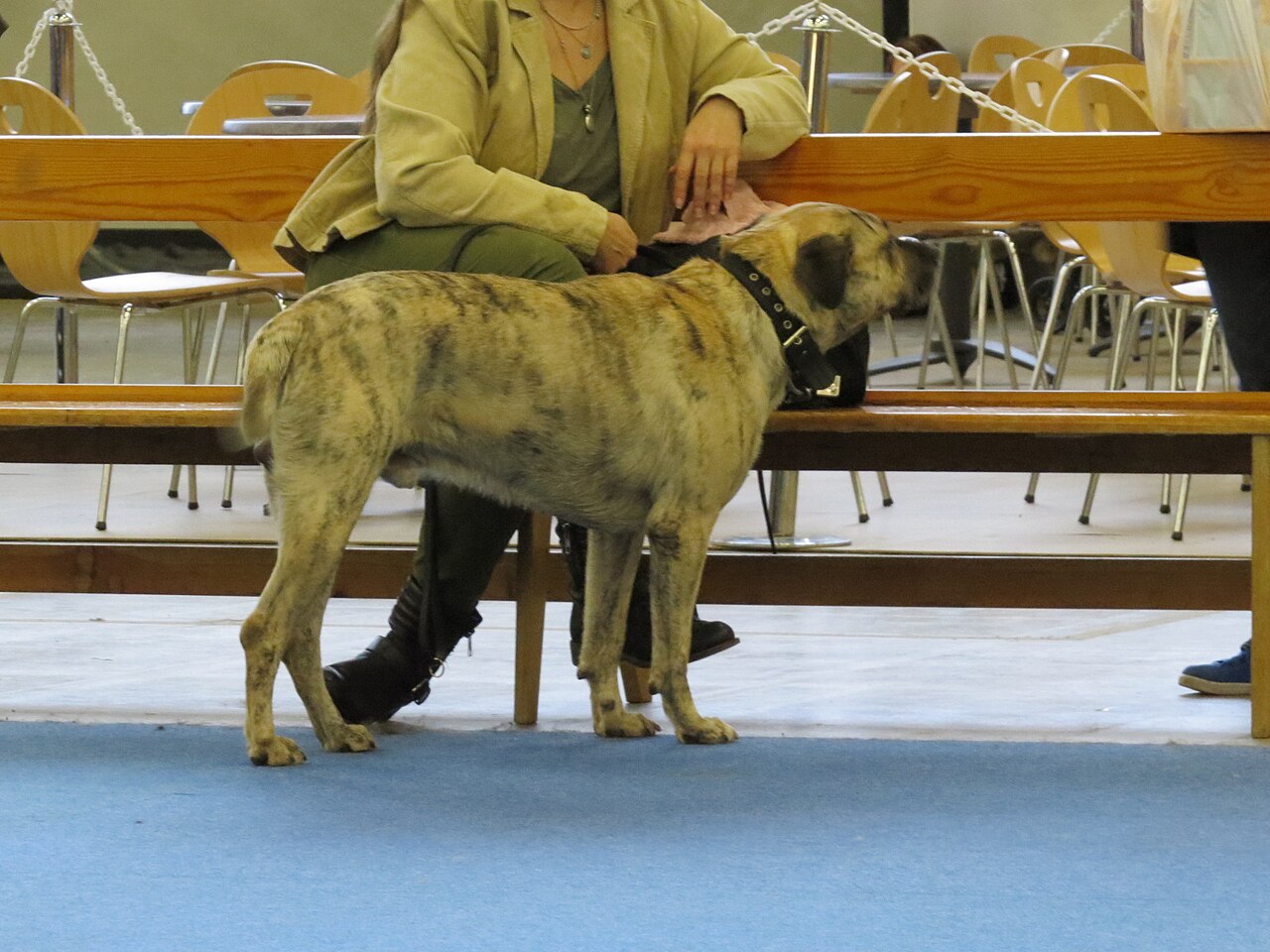 Cimarron uruguayen