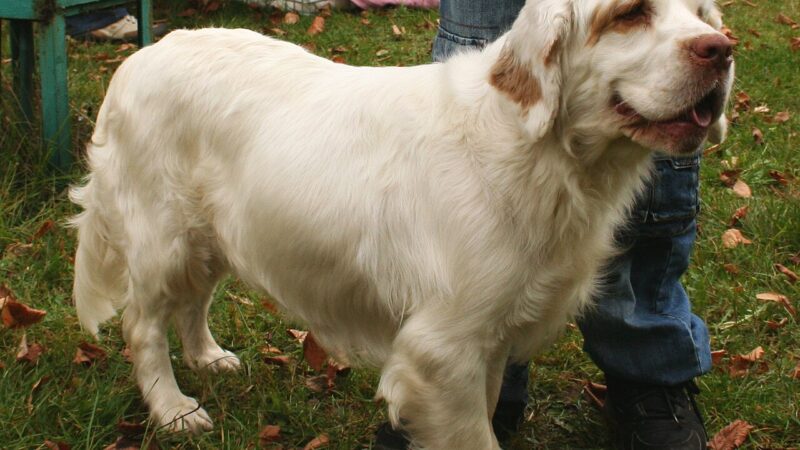 Clumber Spaniel
