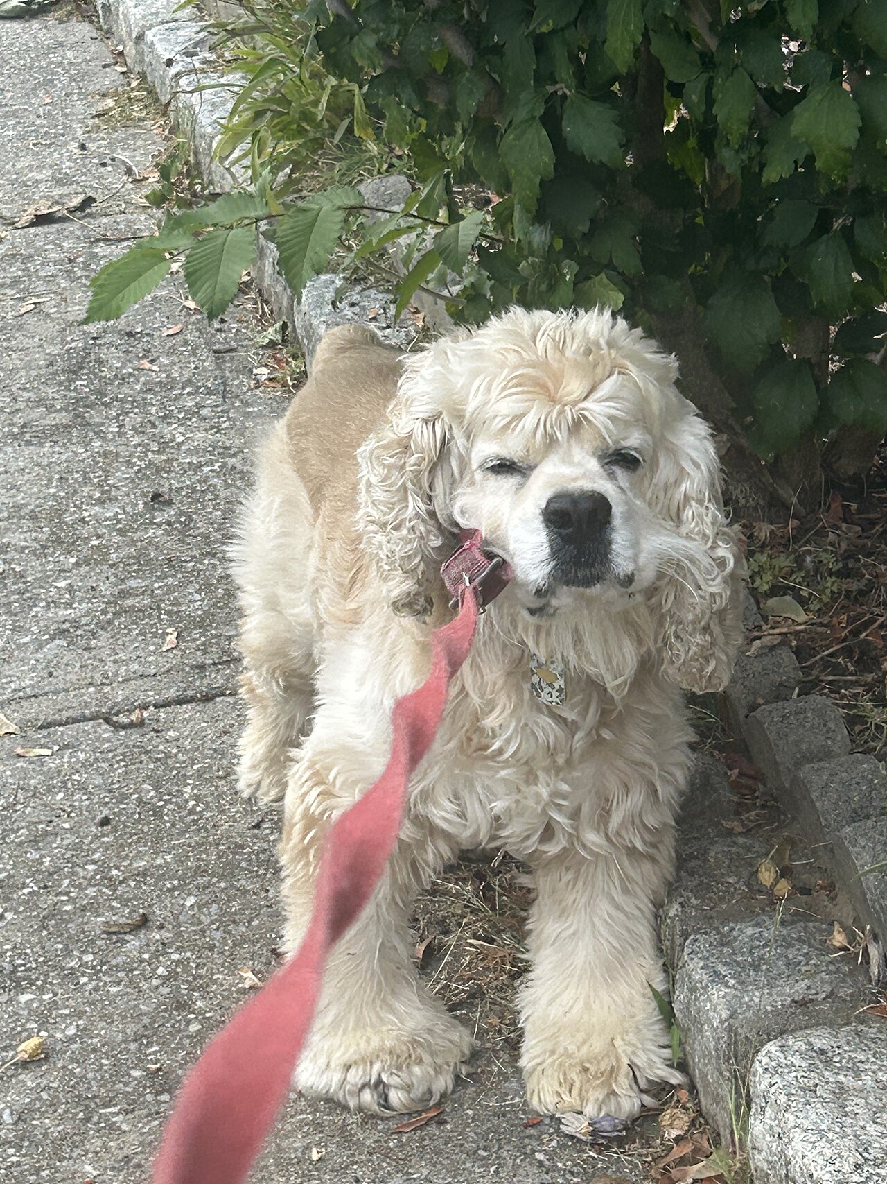 Cocker américain