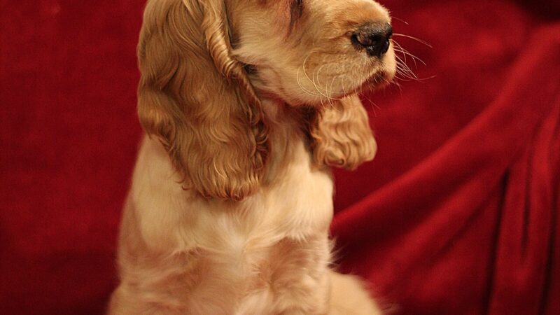 Cocker Spaniel anglais