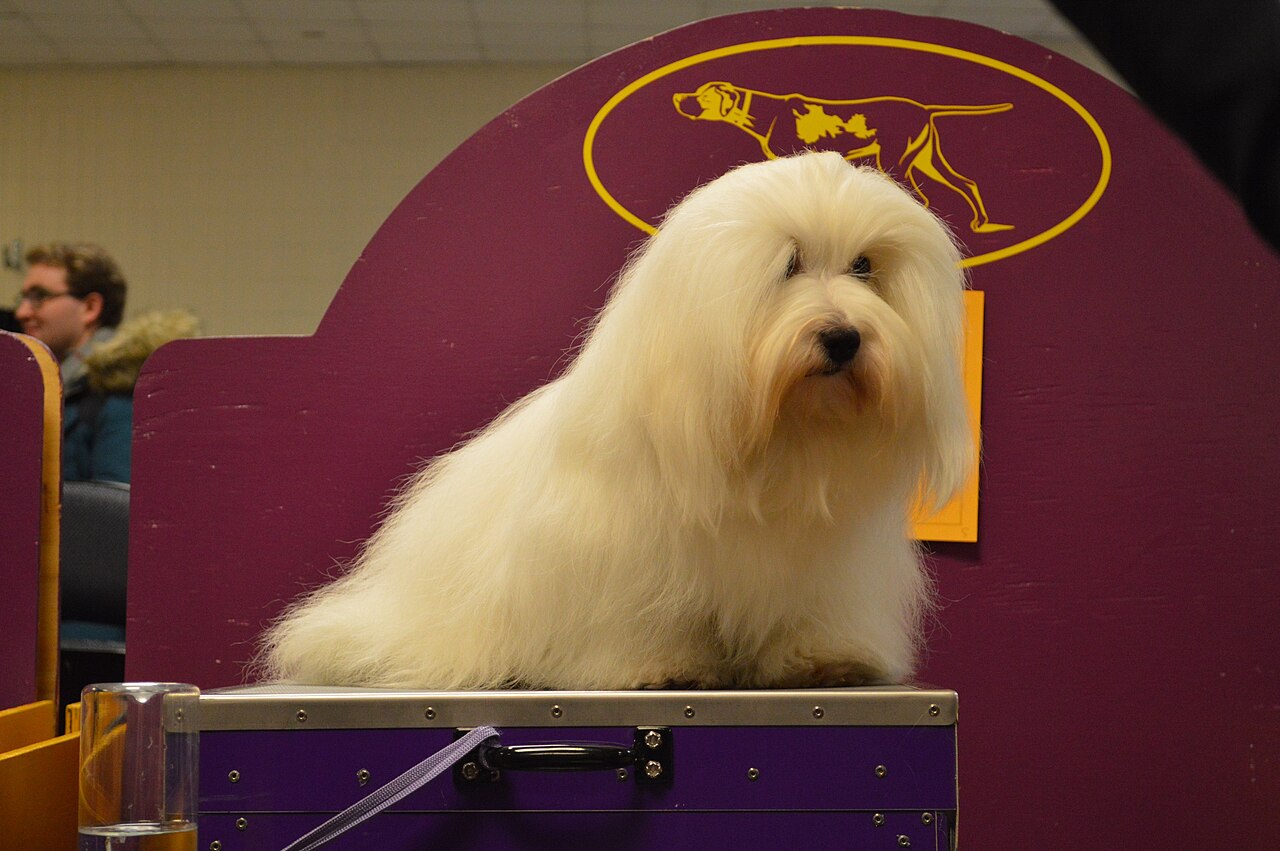 Coton de Tuléar