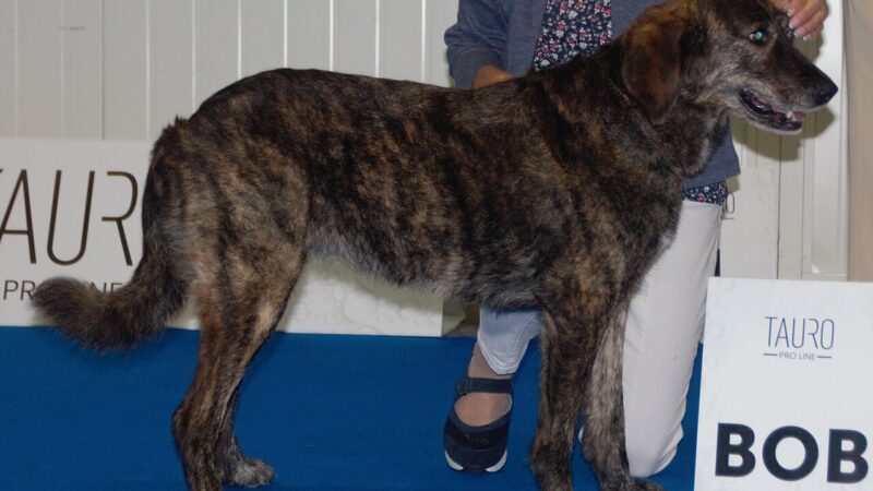 Cursinu (chien corse)