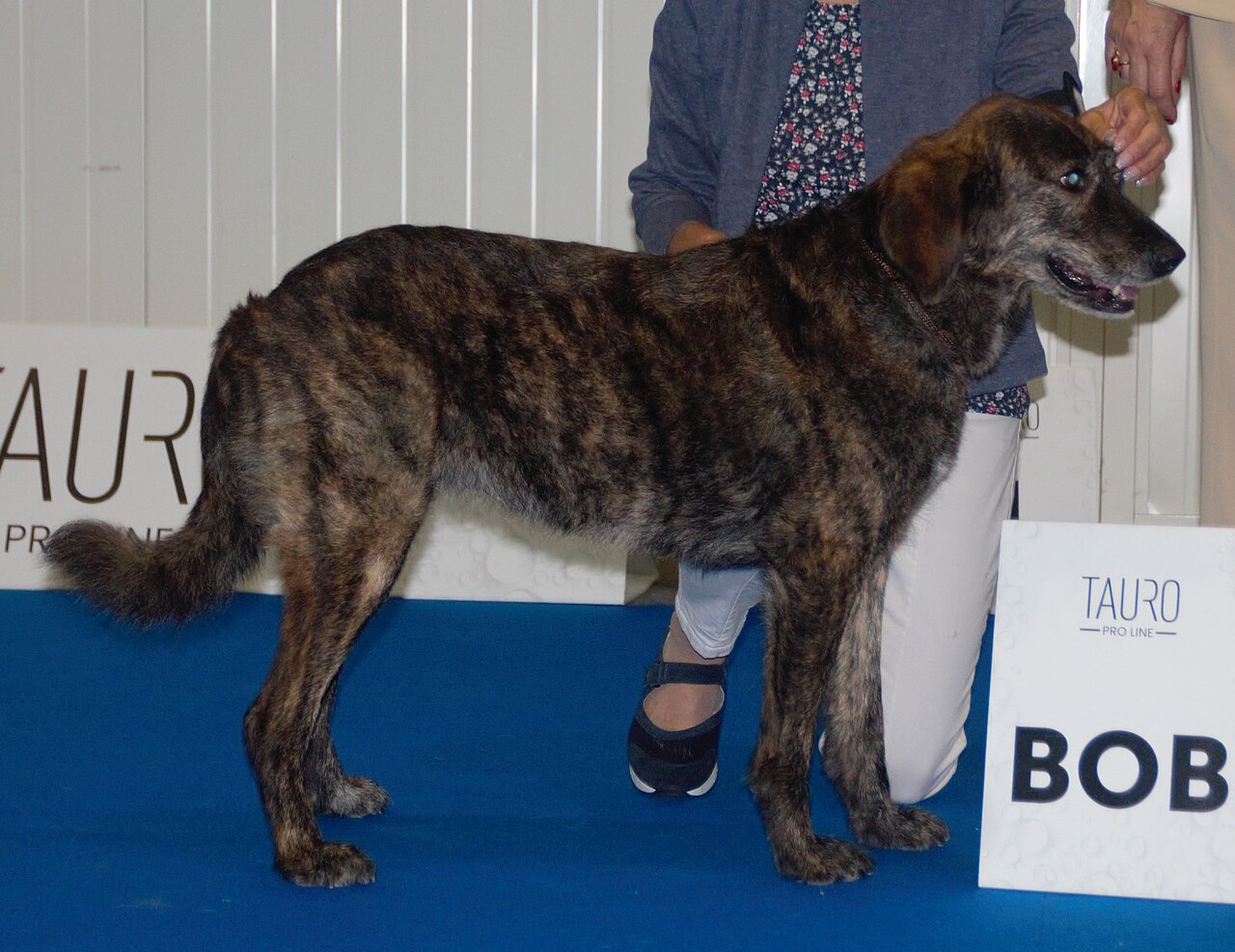 Cursinu (chien corse)