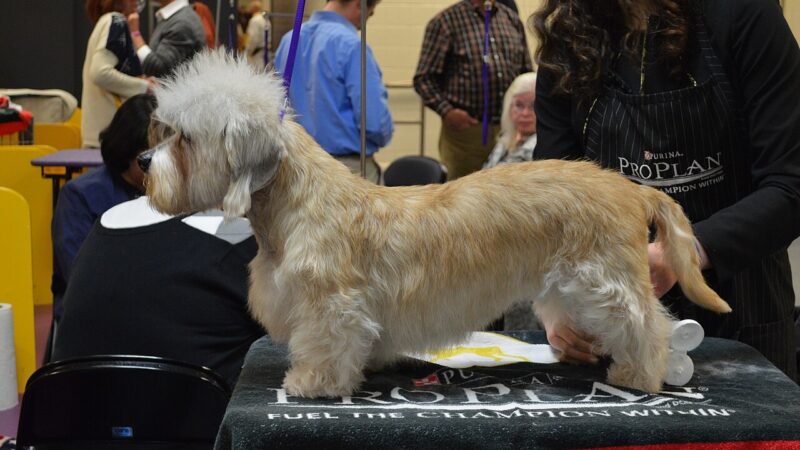 Dandie Dinmont Terrier