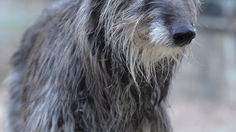 Deerhound (lévrier écossais)