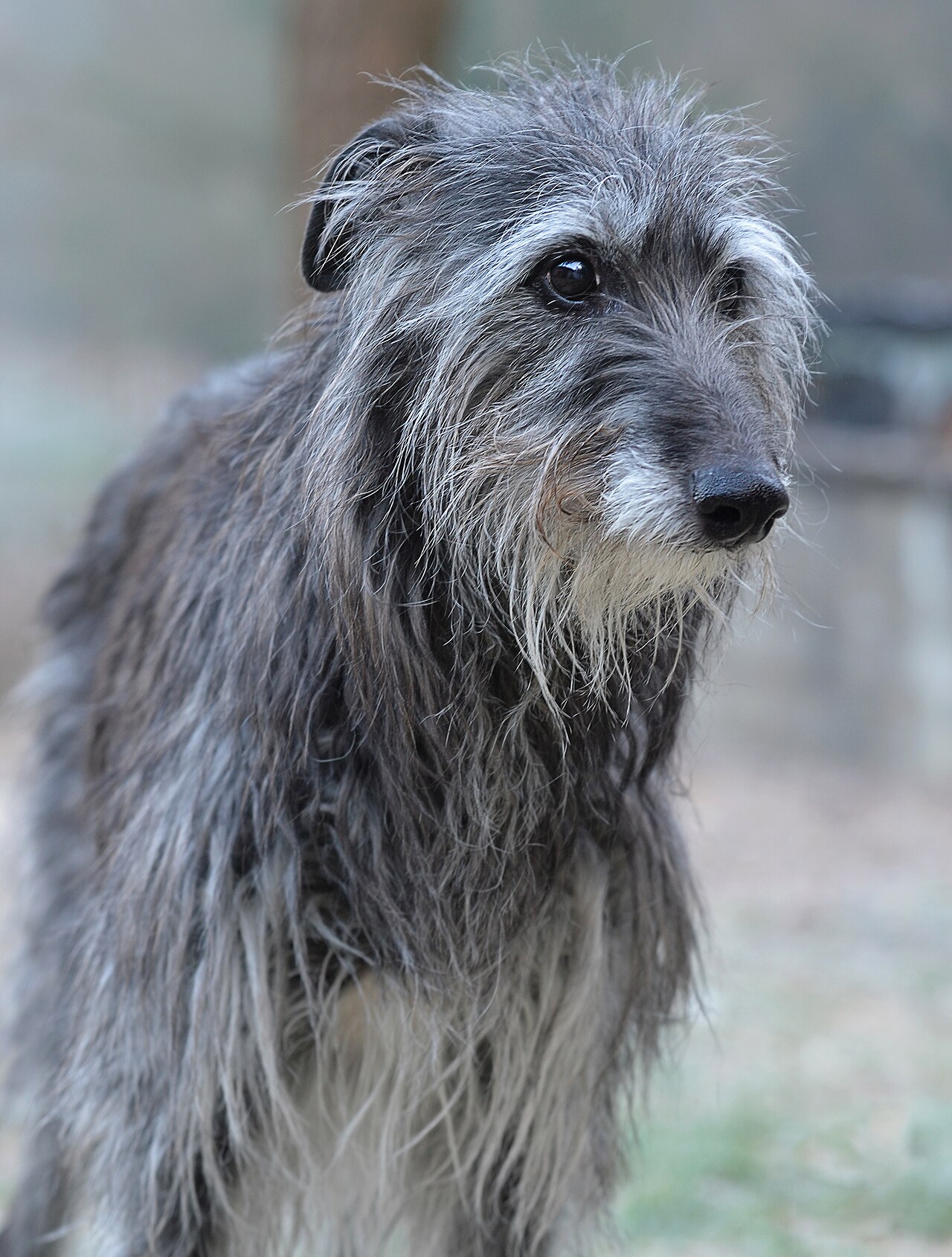 Deerhound (lévrier écossais)