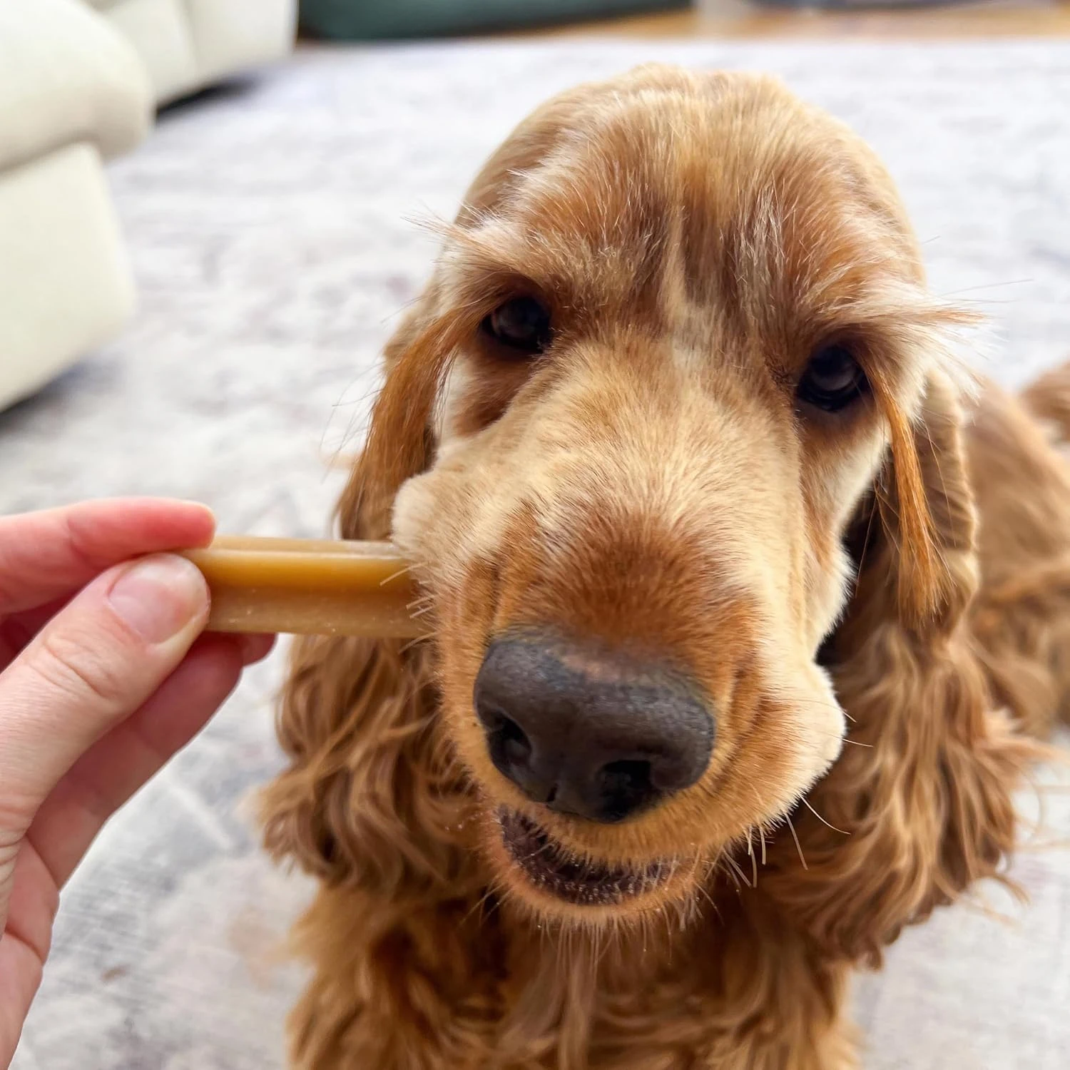 Cocker qui croque un bâtonnet Pedigree Dentastix