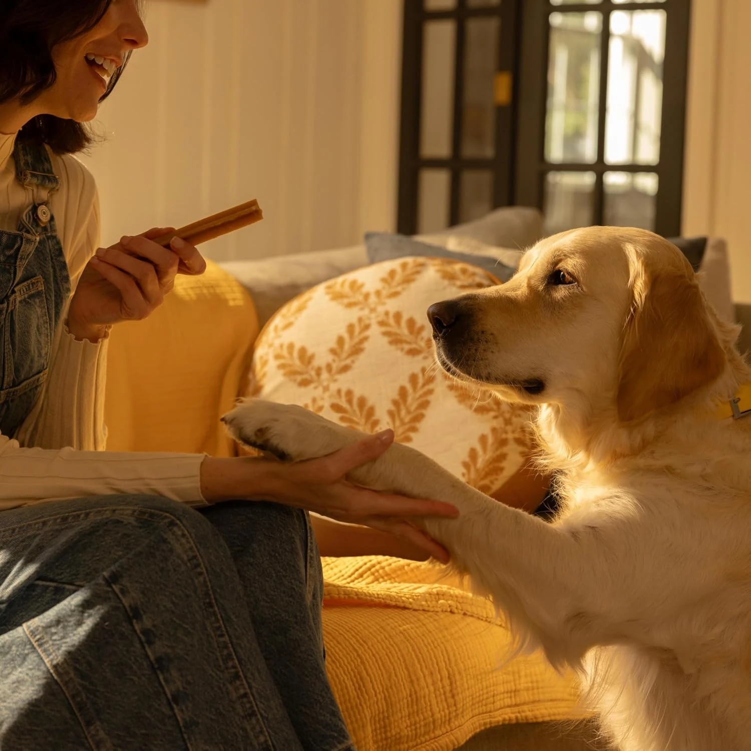 Golden retriever qui donne la patte avec un Dentastix en récompense