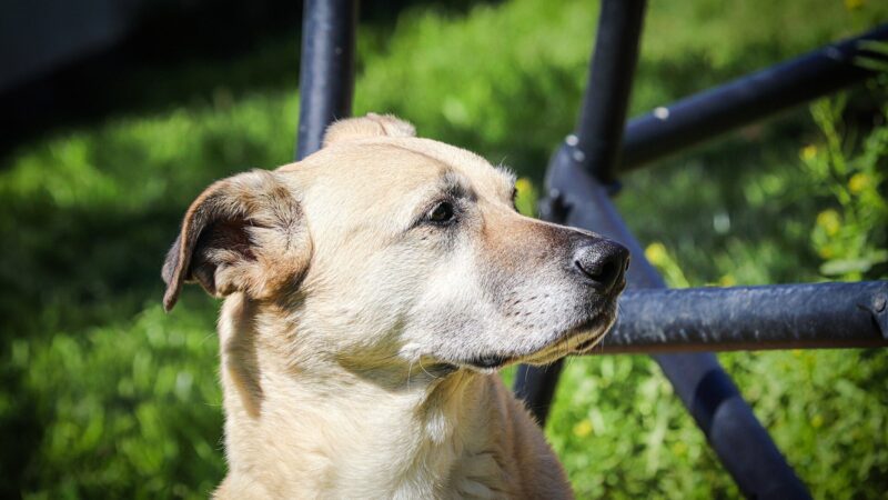 Chien beige attentif, le museau levé, dans un jardin verdoyant