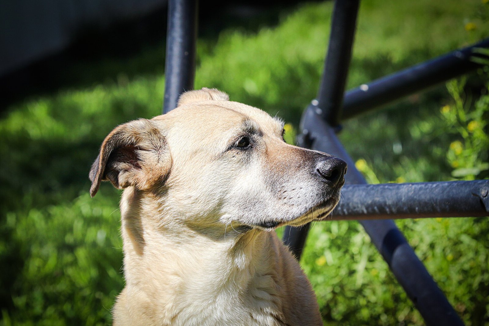 Tapis de fouille pour chien : à quoi il sert, comment le choisir et l’utiliser les jours de pluie