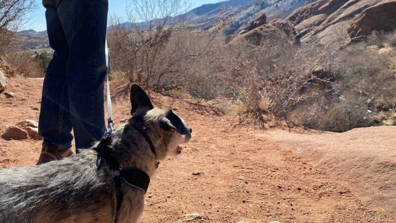 Laisse pour chien : classique, réglable, enrouleur ou longe, laquelle choisir pour vos promenades d’hiver