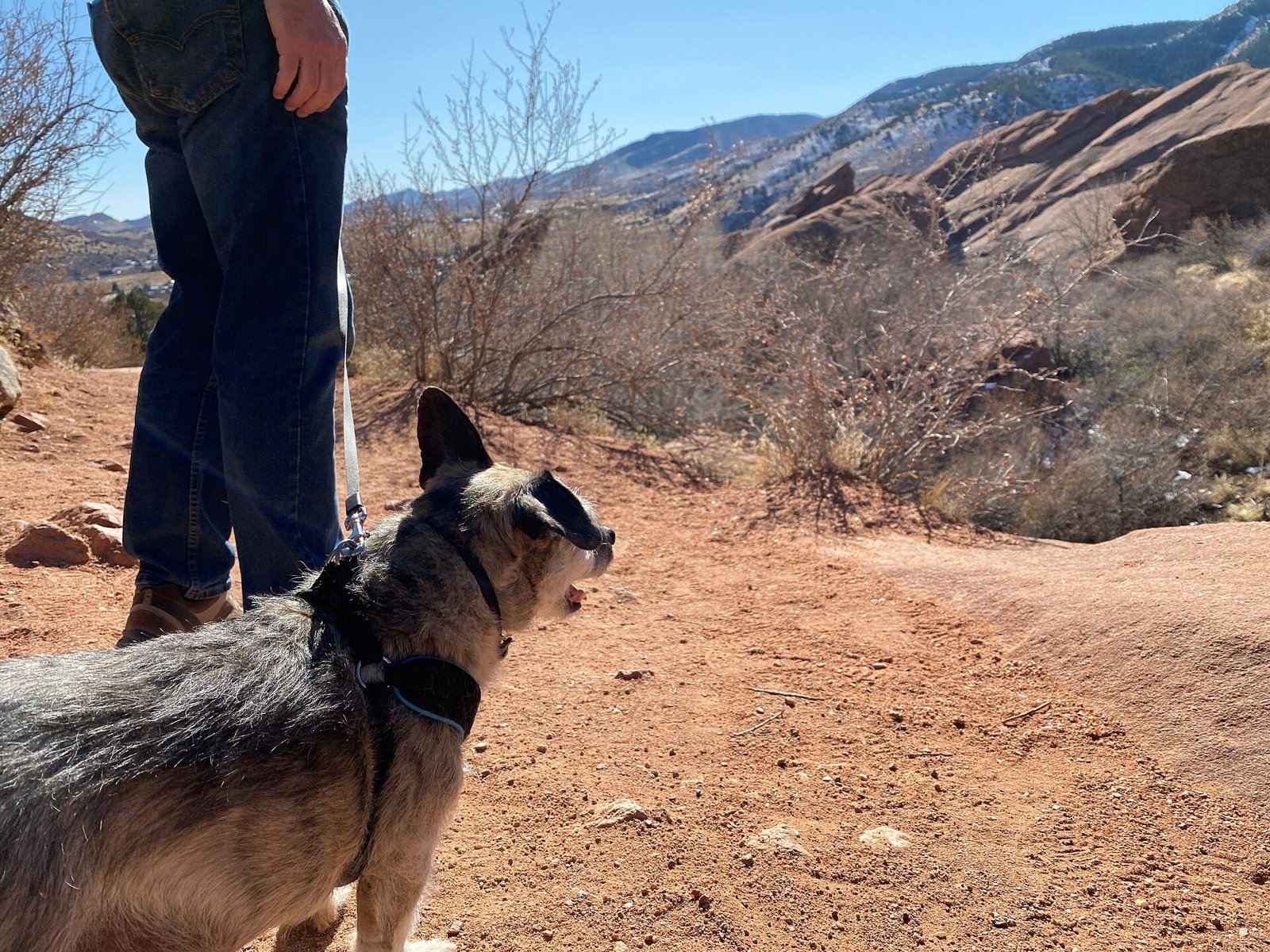 Laisse pour chien : classique, réglable, enrouleur ou longe, laquelle choisir pour vos promenades d’hiver
