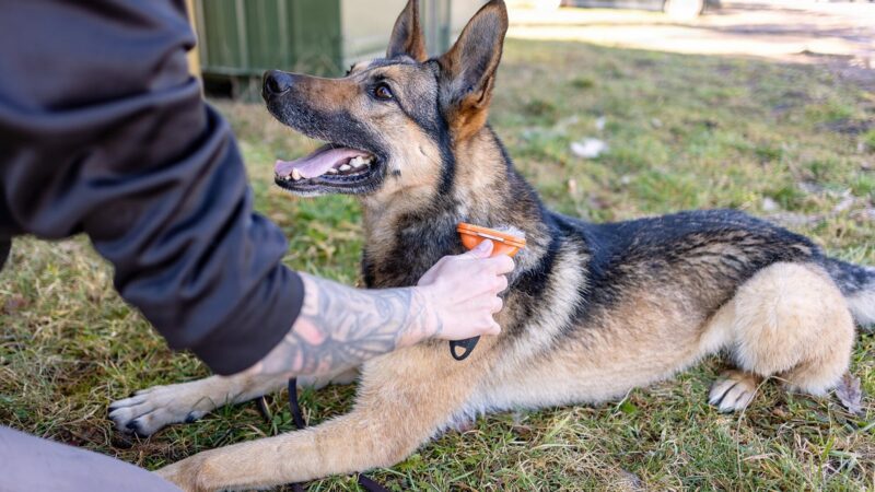 Berger allemand allongé dans l'herbe pendant qu'on le brosse avec une brosse orange