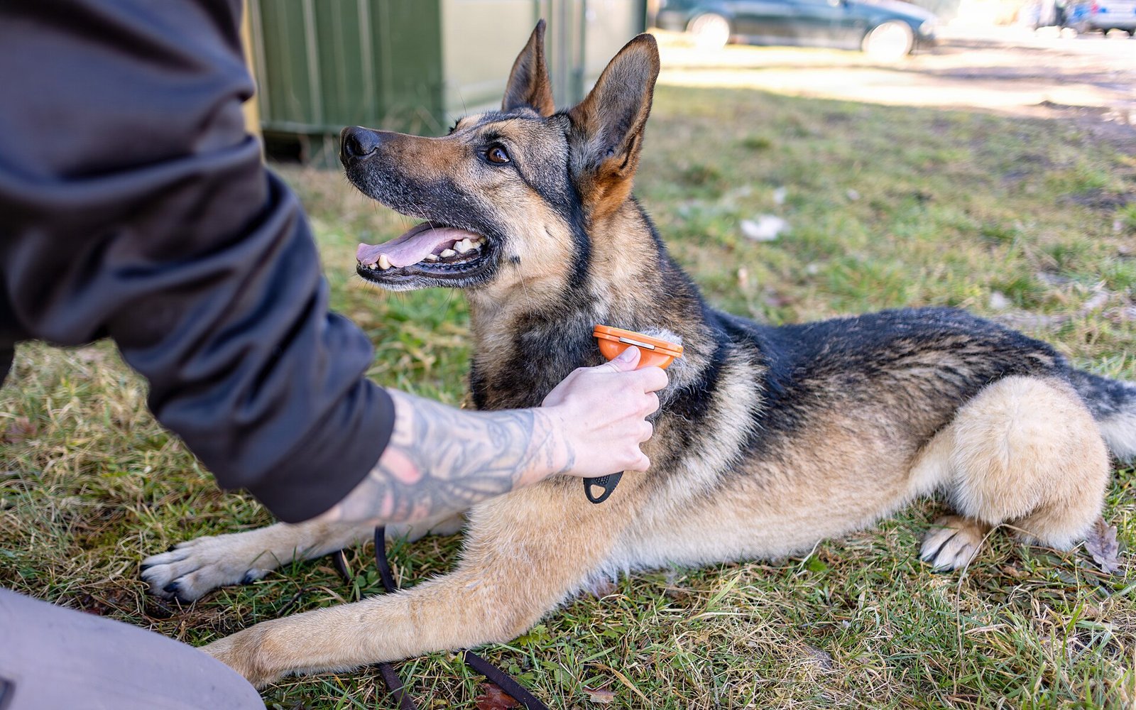 Brosse pour chien : laquelle choisir selon son poil pour passer la mue d’automne sans poils partout