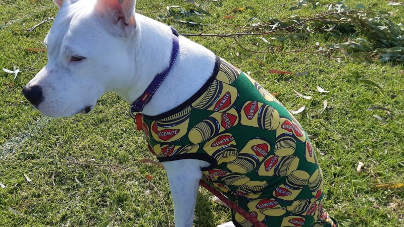 Manteau pour chien : quand en mettre un et comment bien le choisir