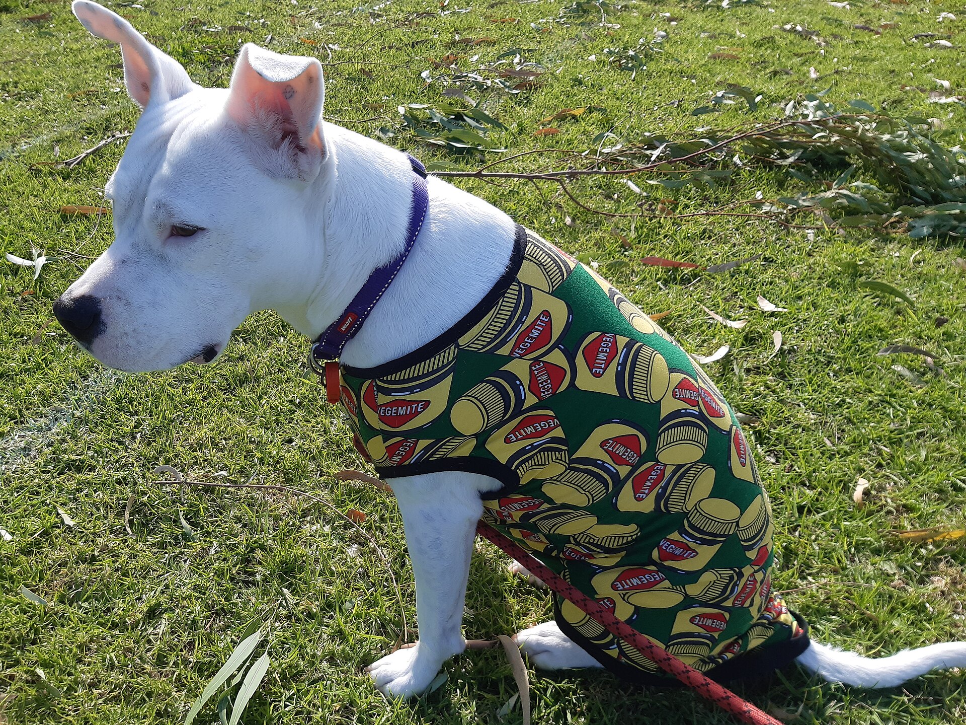 Manteau pour chien : quand en mettre un et comment bien le choisir