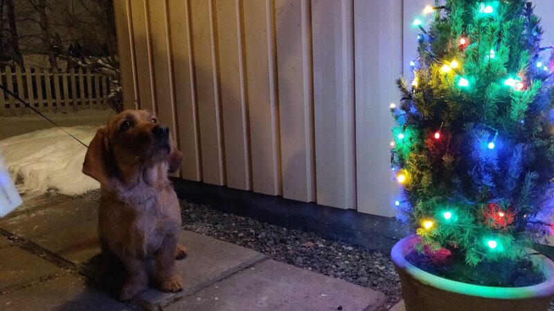 Teckel assis dans une cour à côté d'un petit sapin de Noël décoré de guirlandes lumineuses