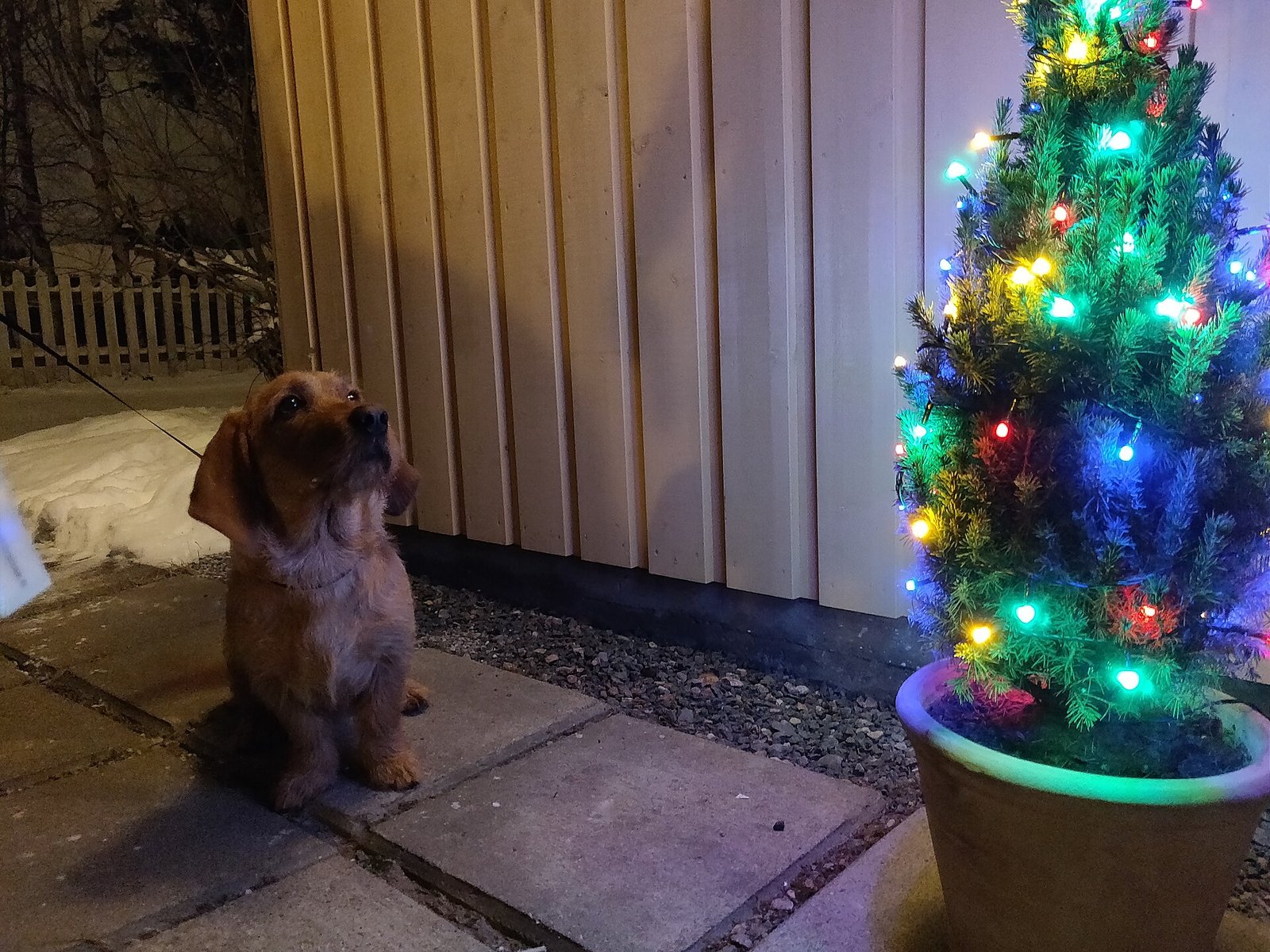 Repas de fêtes et chien : chocolat, foie gras, os de dinde, les aliments à ne jamais partager à Noël