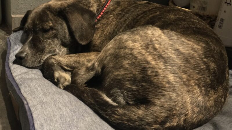 Tapis chauffant pour chien : utile ou gadget ? Notre avis et les critères de sécurité à vérifier avant d’acheter