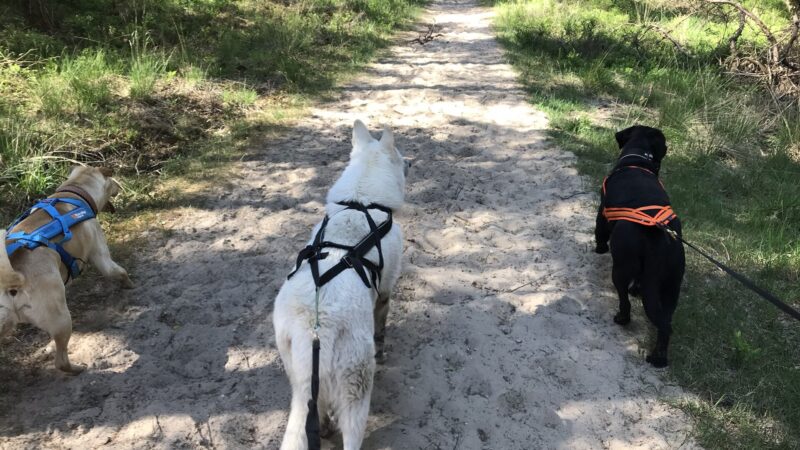 Canicross et cani-rando : comment débuter avec son chien, équipement et précautions