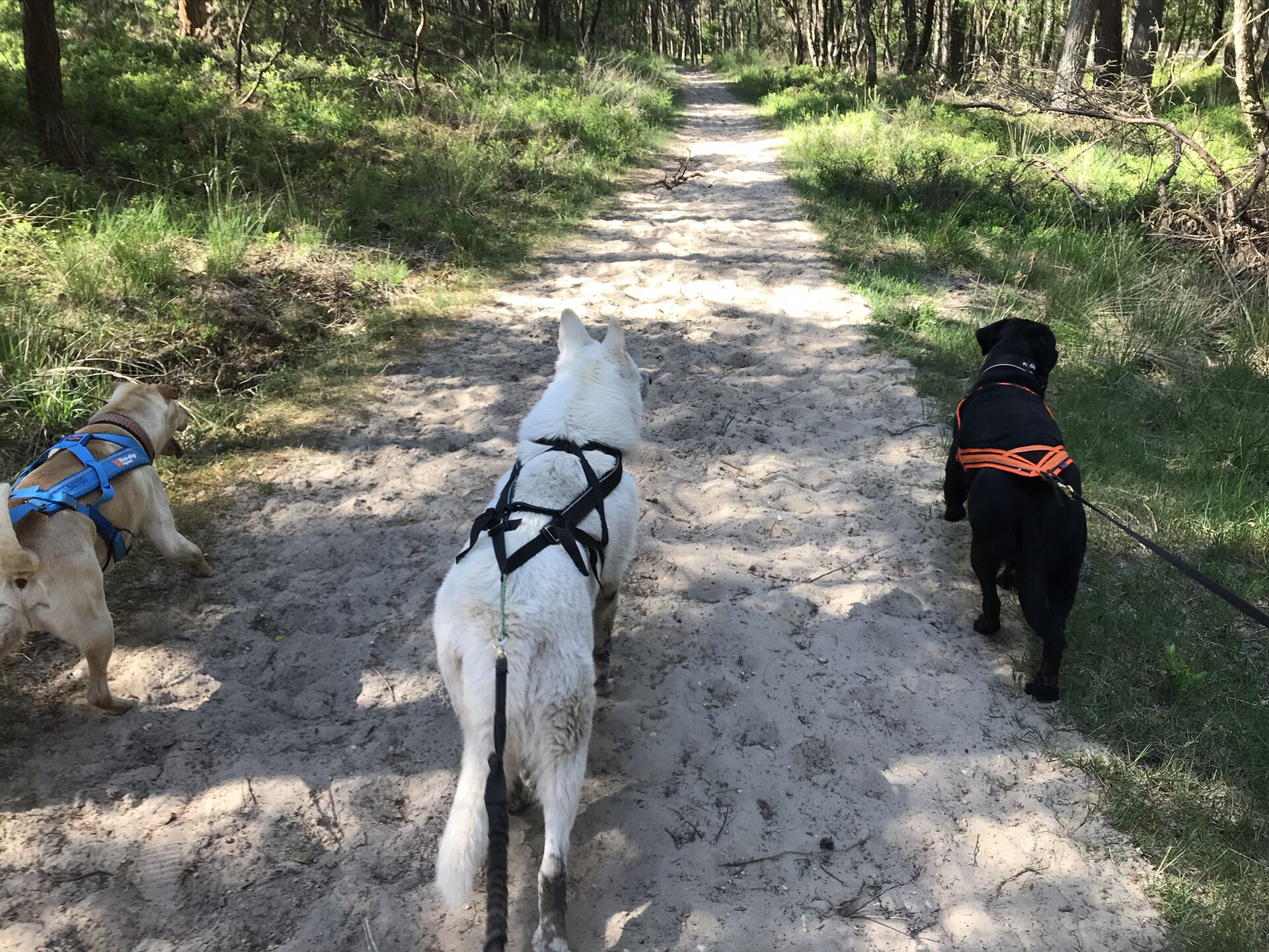 Canicross et cani-rando : comment débuter avec son chien, équipement et précautions