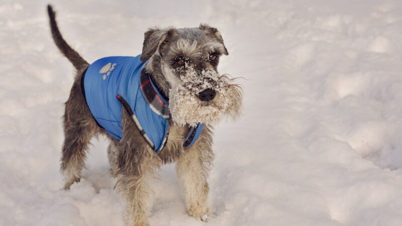 Schnauzer nain avec un manteau qui marche dans la neige