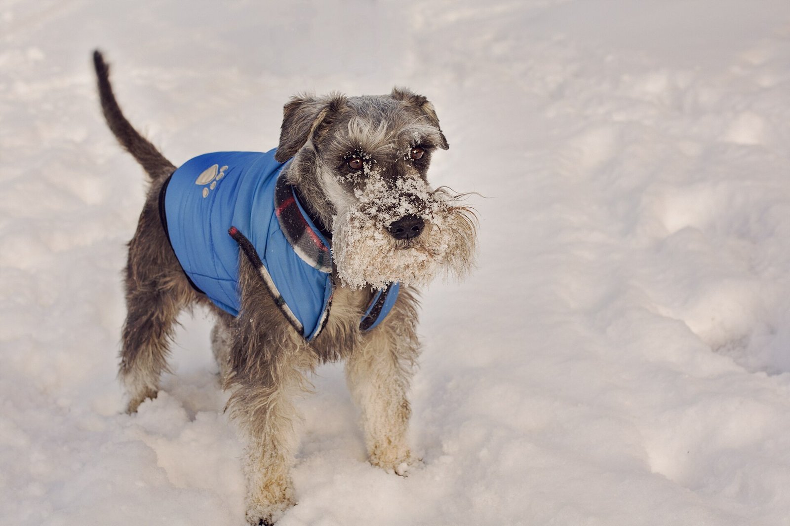Chaussons pour chien en hiver : neige, sel et gel, utiles ou gadgets ? Notre guide pour bien choisir