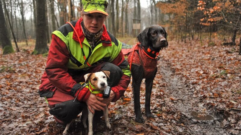 Promener son chien pendant la saison de chasse : gilet orange, horaires et bons réflexes