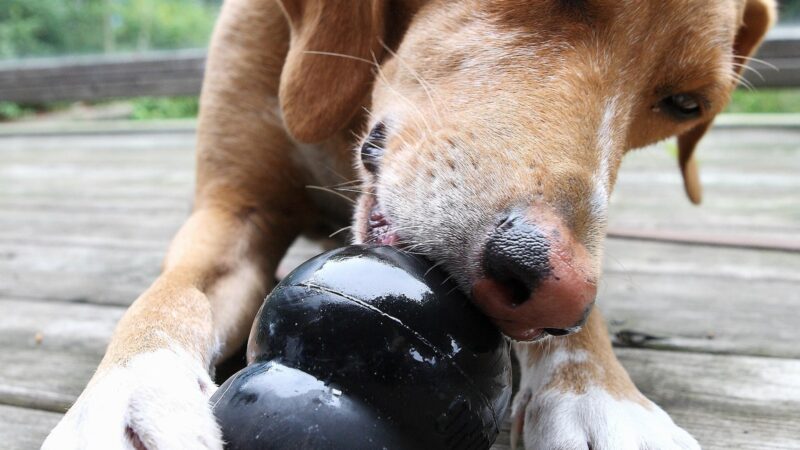 Jouet à remplir pour chien type Kong : comment le choisir et le garnir pour l’occuper les jours de pluie