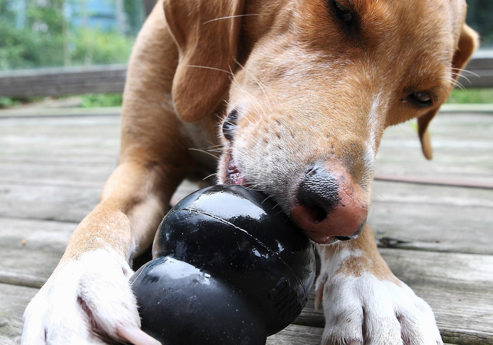 Jouet à remplir pour chien type Kong : comment le choisir et le garnir pour l’occuper les jours de pluie