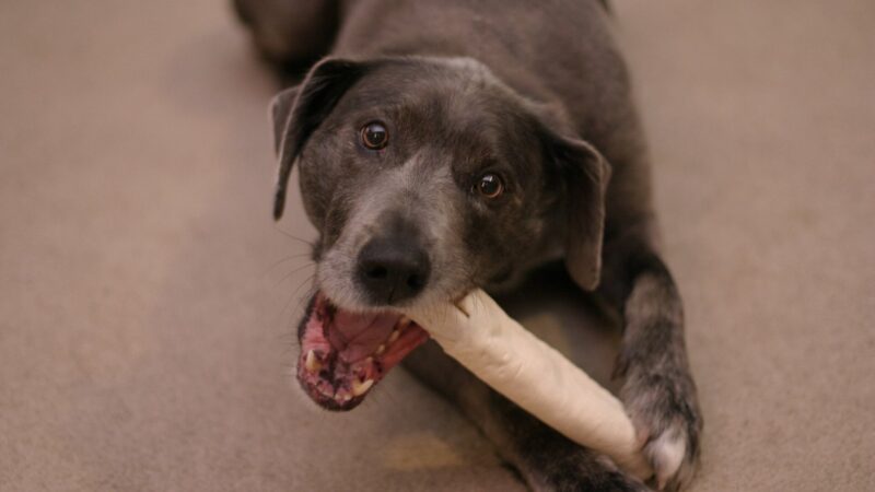 Bois de cerf, racine de bruyère, nerfs de bœuf : quelles friandises à mâcher choisir pour son chien sans risque