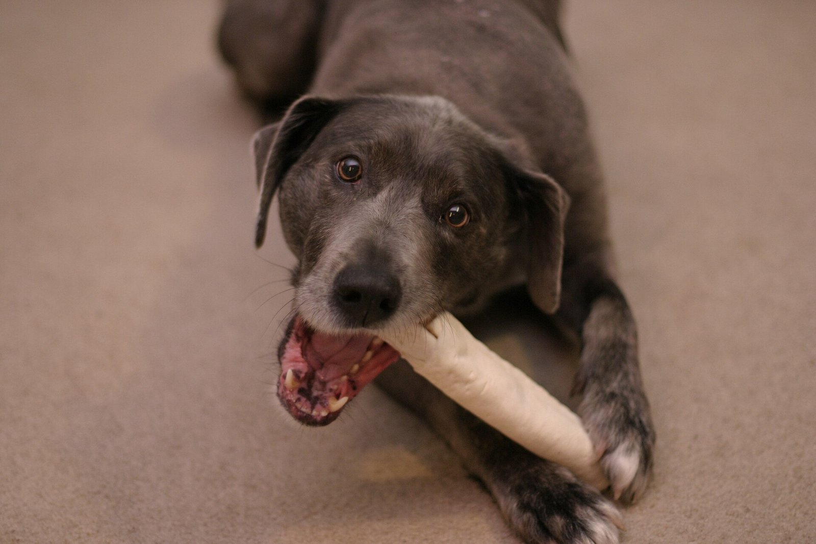 Bois de cerf, racine de bruyère, nerfs de bœuf : quelles friandises à mâcher choisir pour son chien sans risque