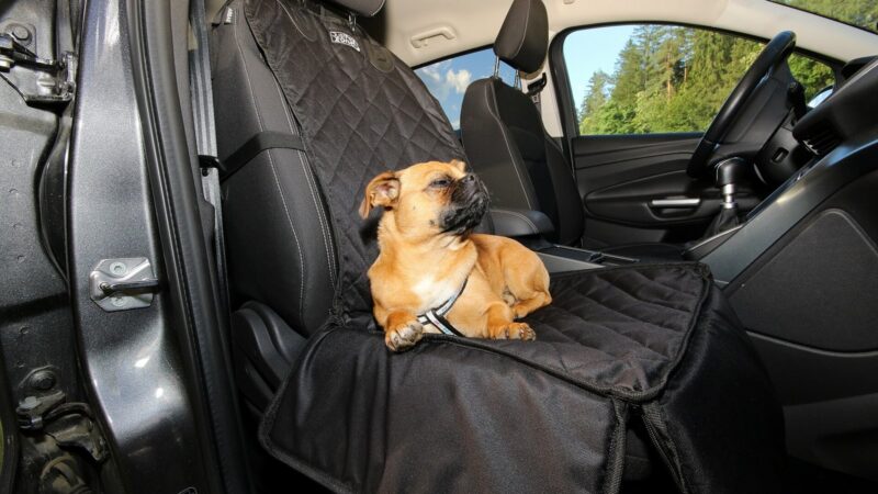 Transporter son chien en voiture : harnais de sécurité, caisse ou grille de séparation, que choisir ?