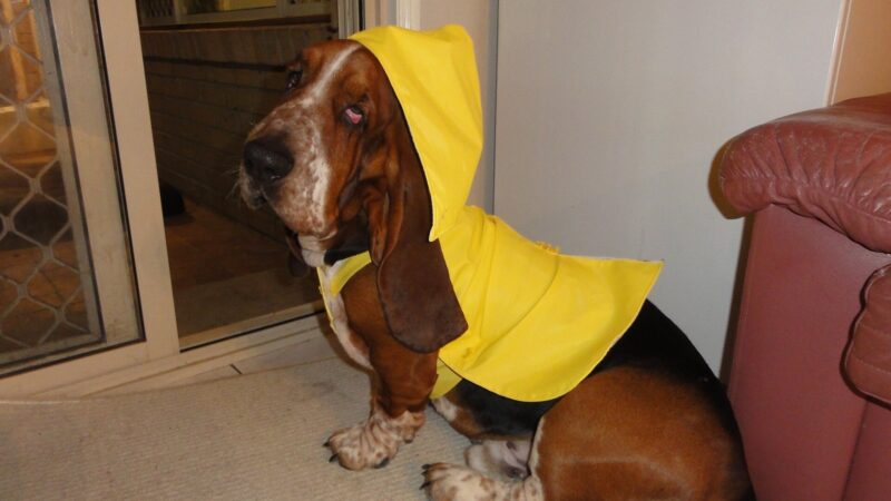Basset hound portant un imperméable jaune à capuche