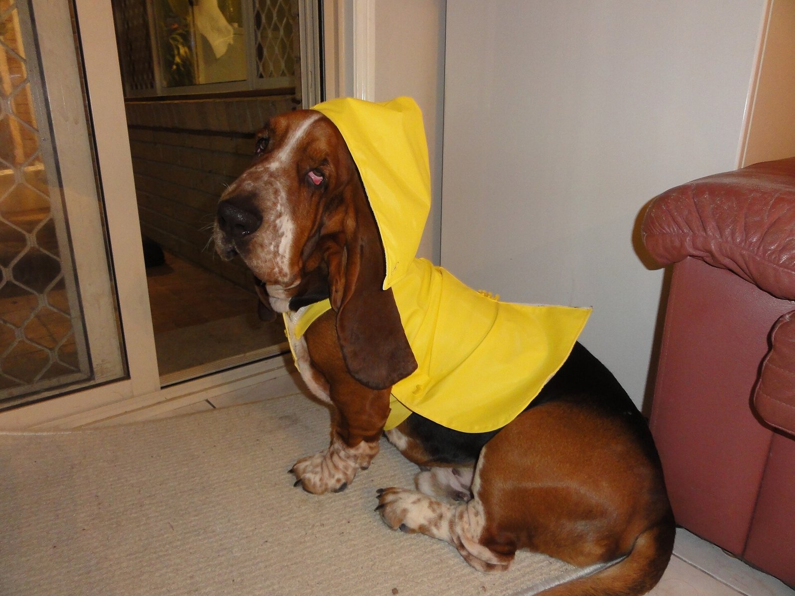 Manteau pour chien : quels chiens en ont vraiment besoin et comment bien le choisir