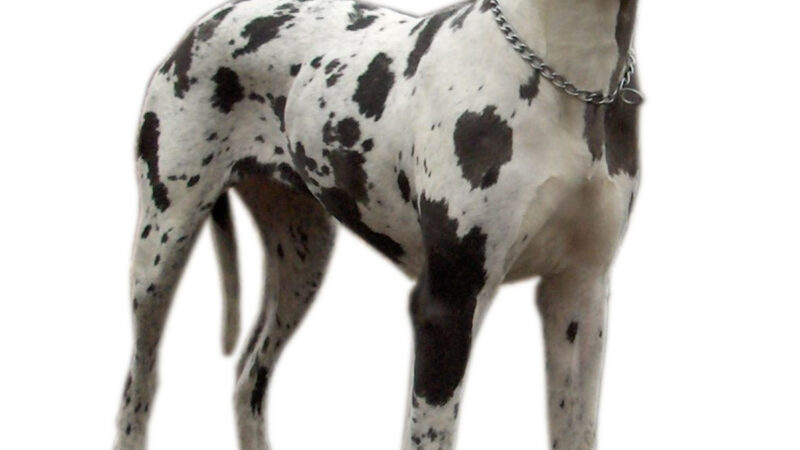 Dogue allemand